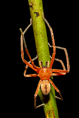 Image showing Malagasy orange spider, Madagascar wildlife