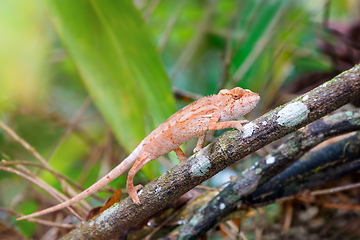 Image showing panther chameleon, furcifer pardalis, Madagascar wildlife