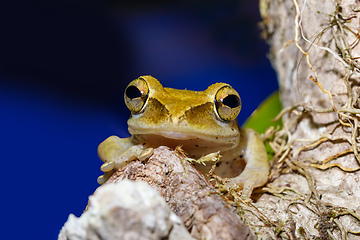 Image showing nocturnal frog Boophis Madagascar, wildlife