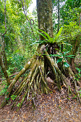 Image showing rainforest in Masoala national park, Madagascar