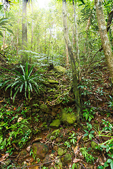 Image showing rainforest in Masoala national park, Madagascar