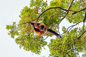 Image showing Red ruffed lemur, Varecia rubra, Madagascar wildlife