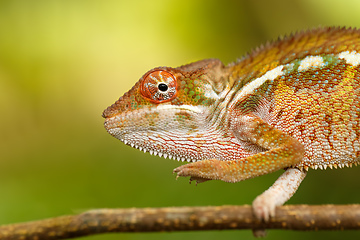 Image showing panther chameleon, furcifer pardalis, Madagascar wildlife