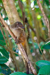 Image showing female of white-headed lemur Madagascar wildlife