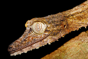 Image showing leaf-tailed gecko, Uroplatus fimbriatus, madagascar