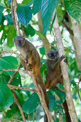 Image showing female of white-headed lemur Madagascar wildlife