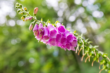 Image showing pink flower Foxglove - Digitalis Purpurea