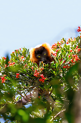 Image showing Red ruffed lemur, Varecia rubra, Madagascar wildlife