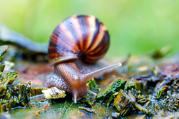 Image showing African snail - madagascar. Africa wildlife