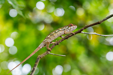 Image showing panther chameleon, furcifer pardalis, Madagascar wildlife