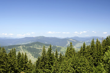 Image showing Forest landscape