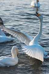 Image showing Whooper swans swimming in the lake