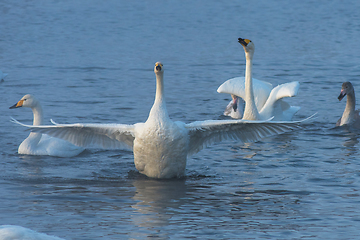 Image showing Whooper swans swimming in the lake