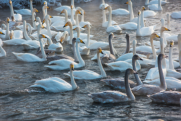 Image showing Whooper swans swimming in the lake