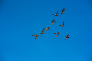 Image showing Flying whooper swans