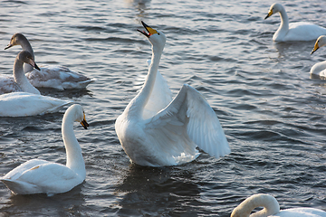 Image showing Whooper swans swimming in the lake