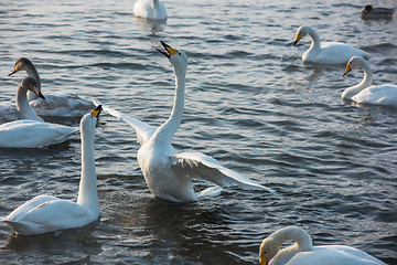 Image showing Whooper swans swimming in the lake