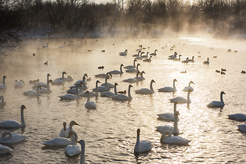 Image showing Whooper swans swimming in the lake