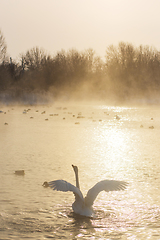 Image showing Whooper swans swimming in the lake