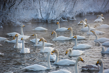 Image showing Whooper swans swimming in the lake