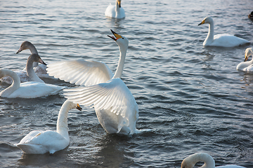 Image showing Whooper swans swimming in the lake