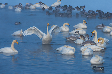 Image showing Whooper swans swimming in the lake