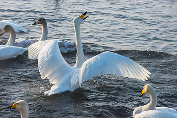 Image showing Whooper swans swimming in the lake