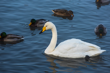 Image showing Whooper swans swimming in the lake