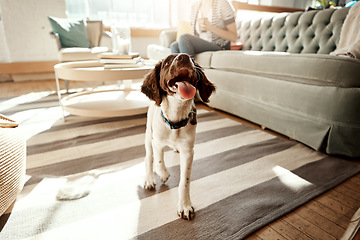 Image showing Dog, house pet and cute animal on a carpet in a living room, apartment or home with love and care. Playful, curious and happy Spaniel breed walking with tongue out in lounge to relax in room