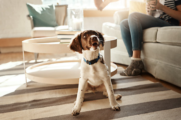 Image showing Pets, love and dog sitting in living room waiting for good dogs treat, training cute house pet on home floor. Animal lifestyle, loyalty and happy relationship with curious puppy on carpet with collar