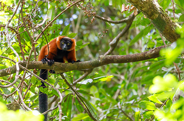 Image showing Red ruffed lemur, Varecia rubra, Madagascar wildlife