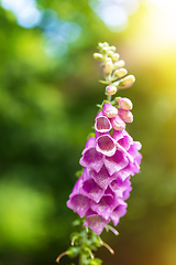 Image showing pink flower Foxglove - Digitalis Purpurea