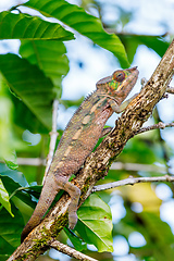 Image showing panther chameleon, furcifer pardalis, Madagascar wildlife