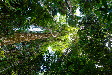 Image showing rainforest in Masoala national park, Madagascar