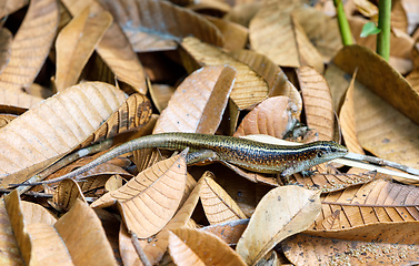 Image showing Madagascar girdled lizard (Zonosaurus madagascariensis)