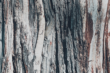 Image showing dry tree bark texture and background