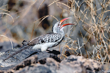 Image showing bird red-billed hornbill, Namibia, Africa wildlife