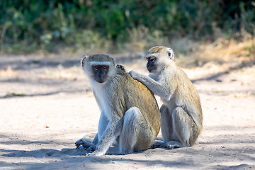 Image showing Vervet monkey, Chlorocebus pygerythrus, Botswana