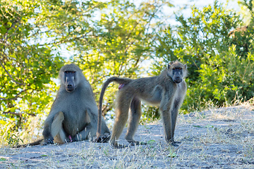 Image showing monkey Chacma Baboon, Botswana Africa safari wildlife