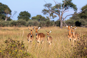 Image showing Impala antelope Namibia, africa safari wildlife