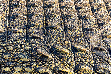 Image showing big Crocodile skin background detail