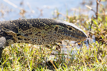 Image showing Monitor Lizard in Chobe, Botswana Africa wildlife