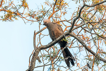 Image showing Grey Go-away-bird Namibia Africa wildlife