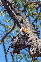 Image showing bird red-billed hornbill, Namibia, Africa wildlife