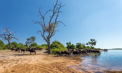 Image showing Cape Buffalo at Chobe, Botswana safari wildlife