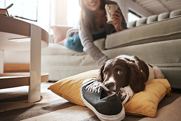 Image showing Animal, pet and dog with shoes in living room for playful behaviour, happiness and relax with owner at home. Training, domestic pets and woman on sofa with cute, adorable and furry puppy bite sneaker