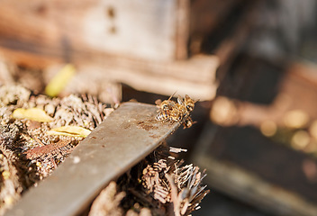 Image showing Focus on bees in hive, farming of honey production and organic environmental industry of sustainable beekeeping with tools. Agriculture industry, garden with wildlife insects and harvest honeycomb