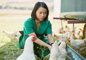 Image showing Chicken farm, vet and poultry farming with an asian woman feeding animals outdoor for health or a healthcare check. Nurse, animal doctor or veterinary with chickens in countryside for sustainability