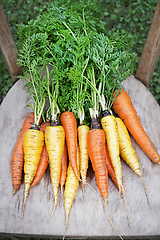 Image showing Carrot