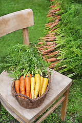 Image showing Carrot